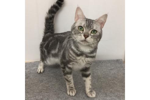 販売中のアメリカンショートヘアの親猫